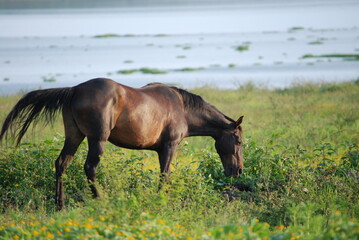 horse in the field