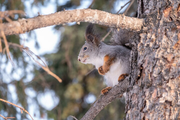 The squirrel sits on a fir branches in the winter or autumn