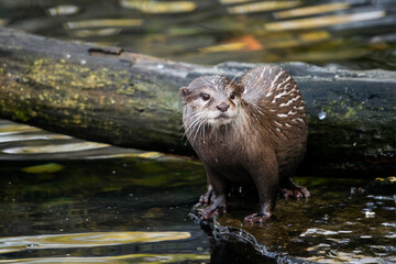 Canvas Print - Aonyx cinerea - Wet otter outdoors in nature.