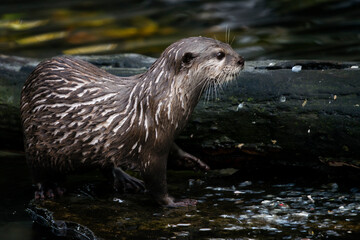 Canvas Print - Aonyx cinerea - Wet otter outdoors in nature.