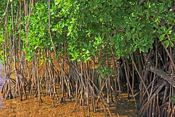 Canvas Print - dans la mangrove