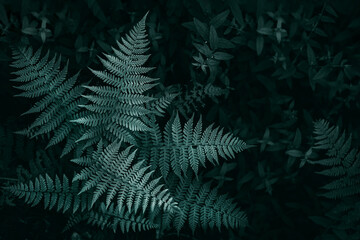  Fern leaves natural textured background, toned.