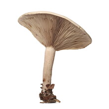 Mushroom, Fungus Isolated On White Background
