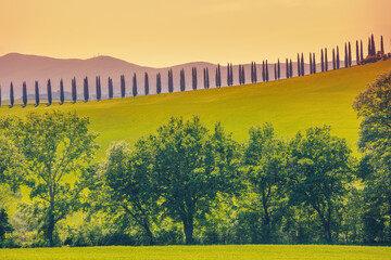 Summer rural landscape. Countryside. Wheat field on the hill and row of cypresses in early morning