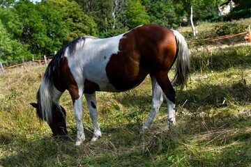 Wall Mural - portrait of horse in the grass