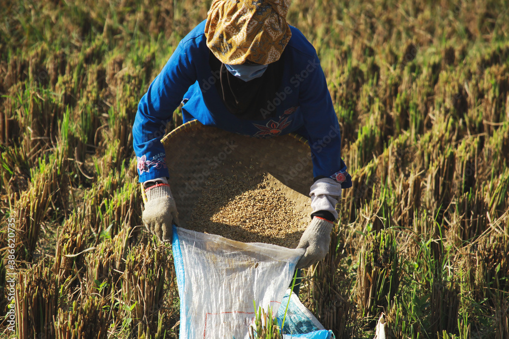 Traditional farmer harvesting rice on rice field. The farmer sitting ...
