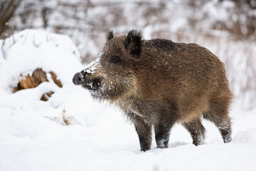 Wall Mural - Wild boar, sus scrofa, standing on snow in wintertime nature. Brown mammal looking on snowy meadow. Big animal with hairy fur observing on white field.