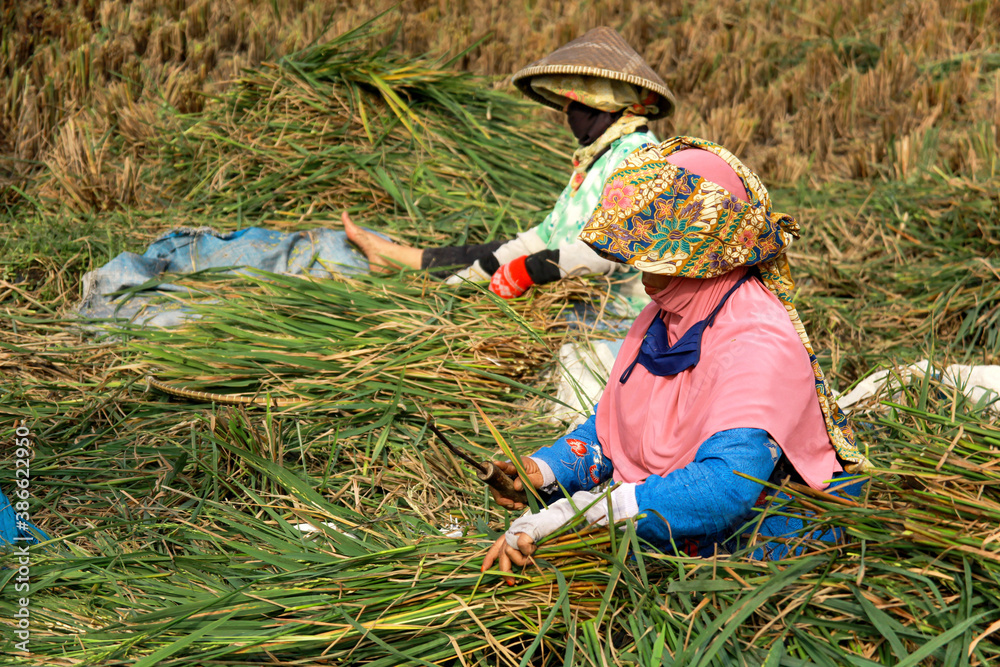 Traditional farmer harvesting rice on rice field. The farmer sitting ...