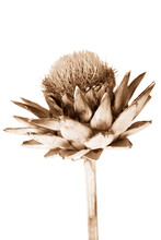 Dried Artichoke Sepia Flower On A White Background, Side View Plant