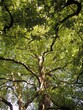 © Julie - looking up through the branches of a green leafed tree