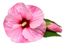 Hibiscus Head Pink Flower With Bud And Leaf Isolated On White Background