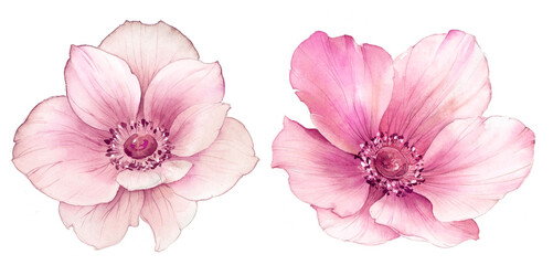 Flowers watercolor illustration. Manual composition. Big Set watercolor elements.