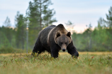 Wall Mural - brown bear approaching in the bog