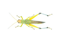 Green Grasshopper Isolated On White Background
