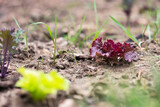 Fototapeta Storczyk - Young Red Lettuce Plant