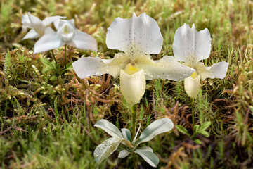 Wall Mural - white orchid flowers on moss background