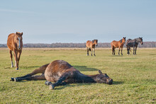The Brown Cute Horse Sleeps Peacefully On His Side, Lying On The Grass, And Snores. A Herd Of Horses Grazes In A Pasture Late Autumn.