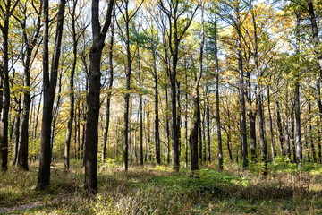 Poster - grove of oak and birch trees in city park on sunny autumn day