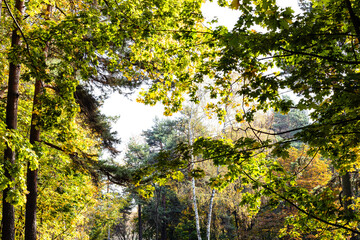 Wall Mural - natural background - view of colorful trees in city park on sunny autumn day