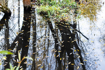 Sticker - surface of swamp with fallen leaves floating on water and reflection of black trees on autumn day