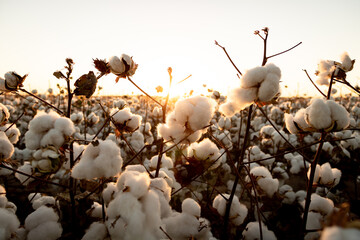 cotton buds in the field