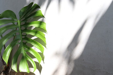 Tropical jungle Monstera leaves backgroud image