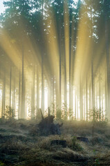 Wall Mural - Foggy spruce forest in the morning.
Misty dawn with strong sun beams in a forest in Germany, Rothaargebirge. High contrast and backlit scene.