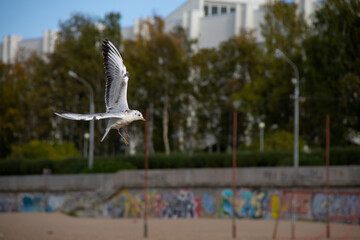 flight of an adult Seagull against the city background