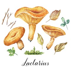 Watercolor lactarius edible fungi, mushrooms with leaves and grass. Watercolour botanical illustration isolated on white background.