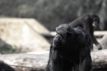 Canvas Print - Chimpanzé