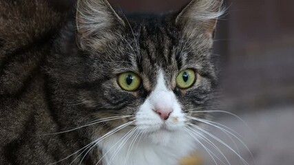 Poster - a homeless cat sits on the street in cloudy weather