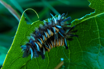 caterpillar on a leaf