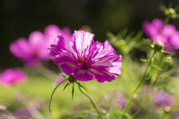 pink cosmea in the garden