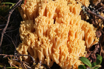 Wall Mural - Amazing yellow mushroom like coral - Ramaria