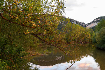 Wall Mural - Close-up of a tree branch above the calm waters of a mirror-like river on an early autumn afternoon