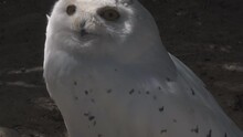 Cute Snowy Owl On The Ground Looking Away, Harry Potter Hedwig
