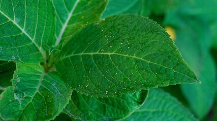 water drops on leaf