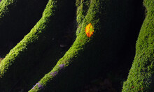 Beech Leaf On Its Base With Moss