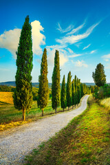 Wall Mural - Cypress trees road in Certaldo canonica park at sunset. Florence, Tuscany, Italy