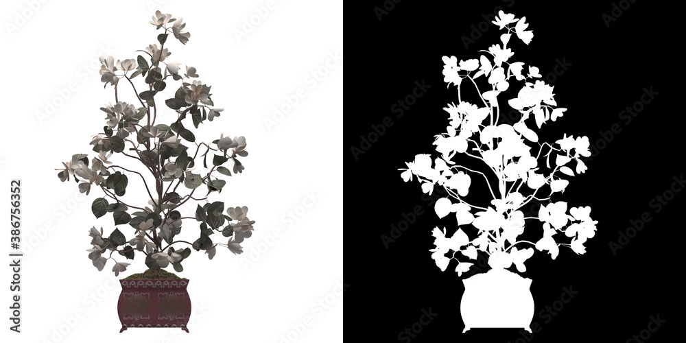 Plant Alpha Pattern Left view of decorative plant. PNG with alpha channel to cutout. Made ...