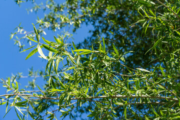 close-up of willow oak (quercus phellos) green foliage under autumn sun against the background of bl