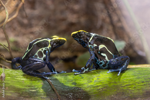 Fotografía Close up of two dyeing poison dart frogs (dendrobates tinctorius)