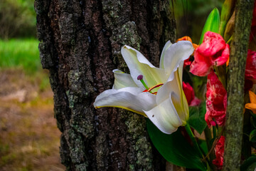 Poster - flor y tronco de arbol