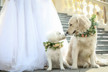 Bride and adorable dogs wearing wreathes made of beautiful flowers outdoors, closeup