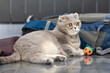 A grey Scottish Foldy cat lies beside a backpack.