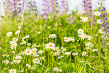 Daisies In The Bright Green Grass. Purple Lupins In The Background