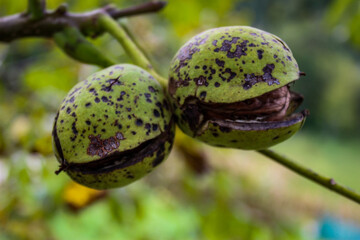 Two walnuts with cracked green shell. Two almost ripe walnuts on a branch with black spots.