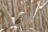 Fototapeta Zwierzęta - common stonechat on reed