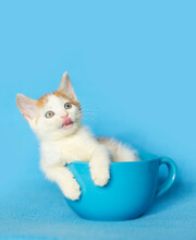 Orange And White Kitten In Blue Coffee Mug With A  Blue Background.