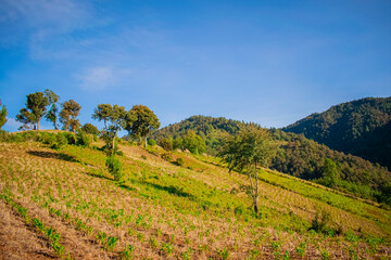 Canvas Print - campo verde de siembras y montaña